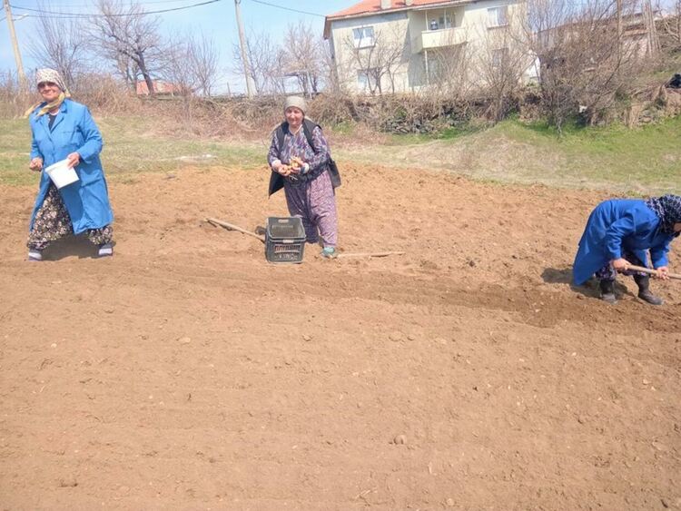 Започна засаждането на картофи в Долно Прахово