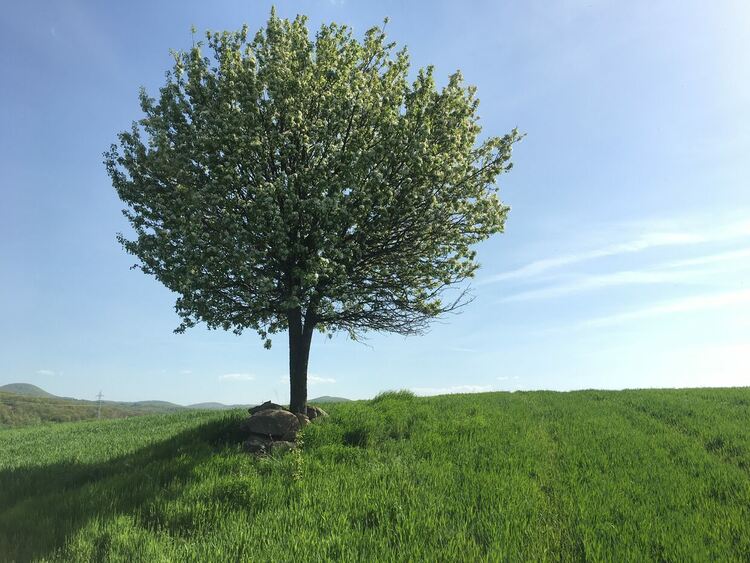 Слънчево и пролетно във вторник