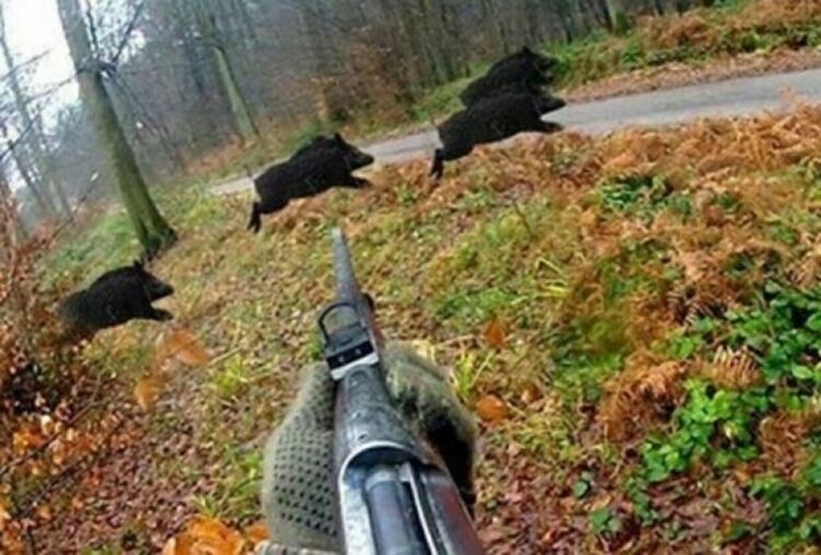 Ловният сезон за едър дивеч започна