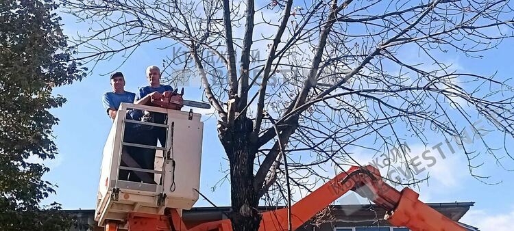 Кастрят дърветата в Момчилград,призовават шофьорите за повишено внимание