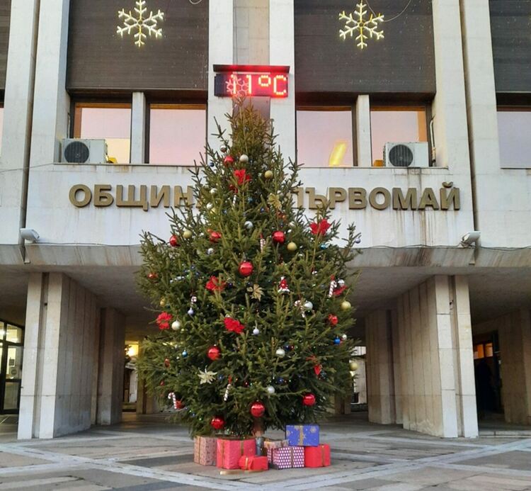 Отлагат  запалването на елхата