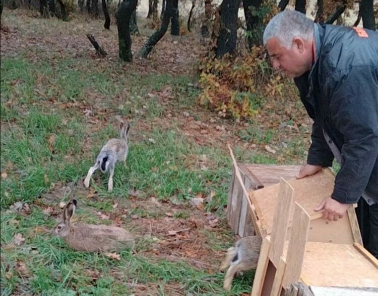 Разселиха зайци в землищата на няколко първомайски дружинки