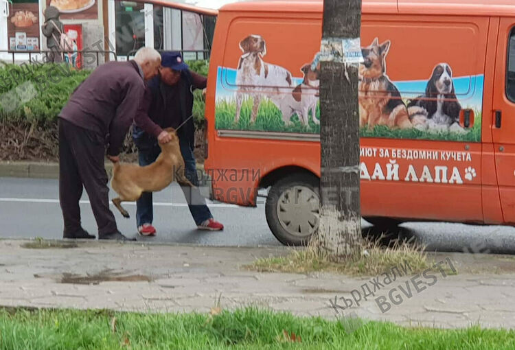 Призовават кърджалийци да излязат на протест в защита на животните