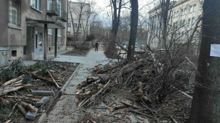 Клон падна върху три тийнейджърки на пейка в Пловдив