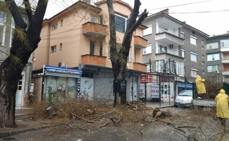 Кастрят дървета в Асеновград по сигнали на граждани 