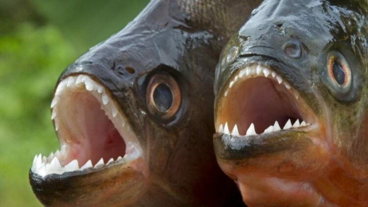 Пирани нападнаха къпещи се летовници в бразилски курорт
