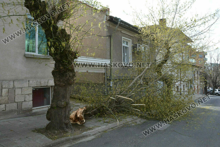 8 сигнала за отводняване и отстраняване на паднали дървета в Хасковско
