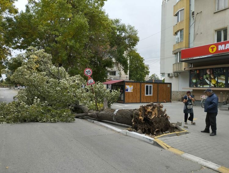 Дърво падна в центъра на Първомай