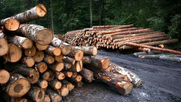 Над една четвърт от дърводобива в България е отвъд рамките на закона, сочи доклад на WWF