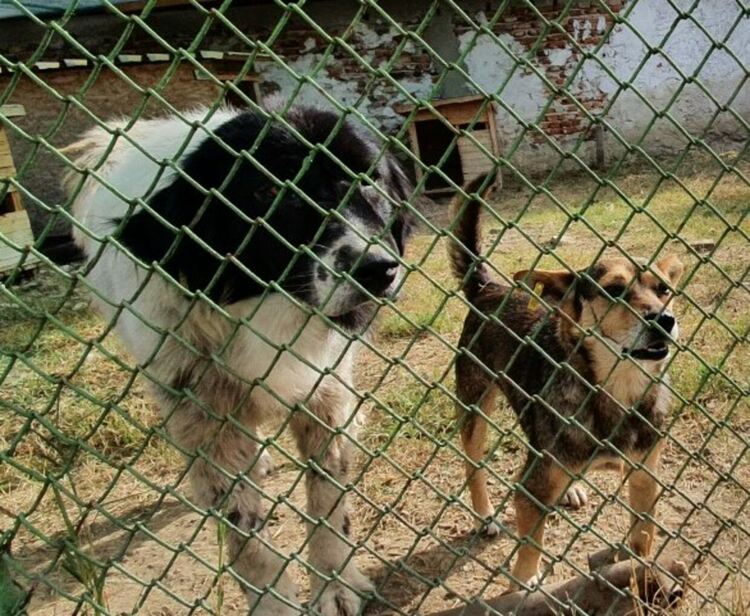 Прокуратурата проверява случаите на отравяне на животни в Асеновград