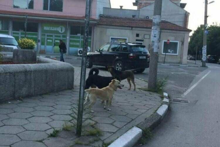 Общината предупреждава собствениците на кучета, че от 1 юни започва проверка за регистрацията им