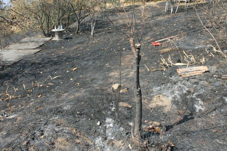 47 плодни дръвчета изгоряха при пожар от моторна косачка за трева 