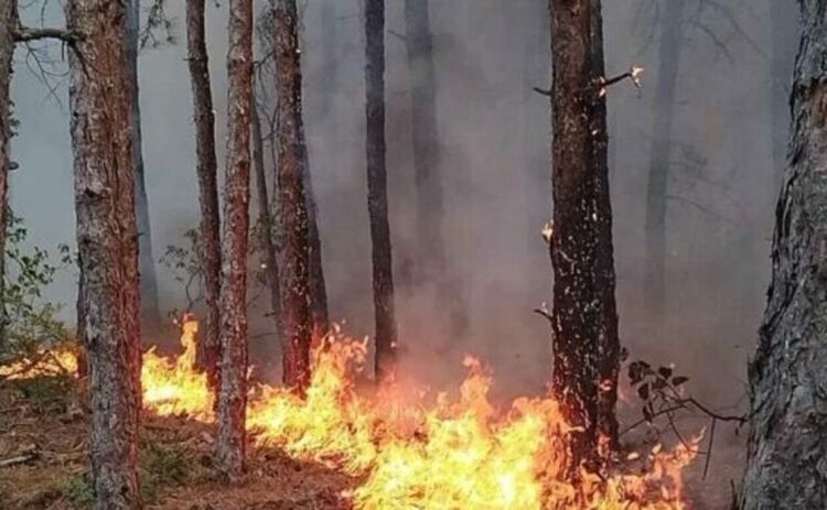19 ден гасят пожара на границата с Гърция, ново огнище се прехвърли у нас
