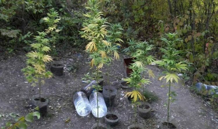 Задържаха двама с наркотик в Хасково, хванаха мъж и жена в нива с канабис