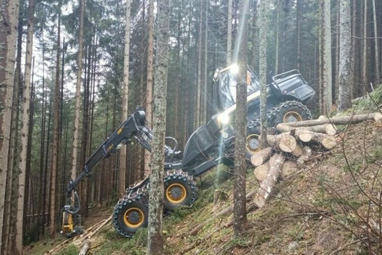 Земеделското министерство готви законно изсичане на 17% от горите ни