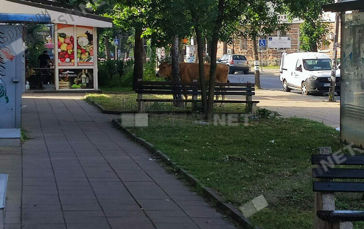Епизоотичната комисия в Кърджали се фокусира върху безпризорните селскостопански животни