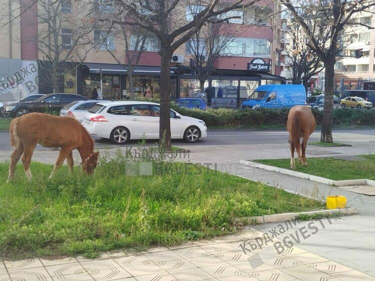 Стотици порции яхния с картофи от конско месо се разхождат по бул.“Христо Ботев“,време е за общоградски курбан