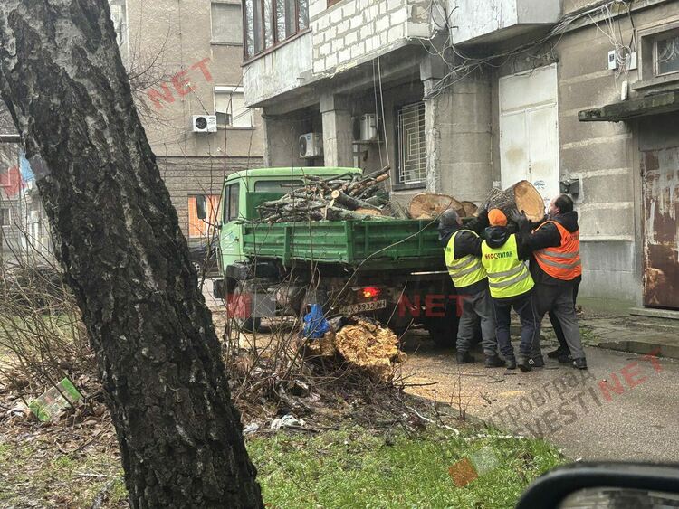 Силният вятър събори голямо дърво между жилищни блокове в Димитровград