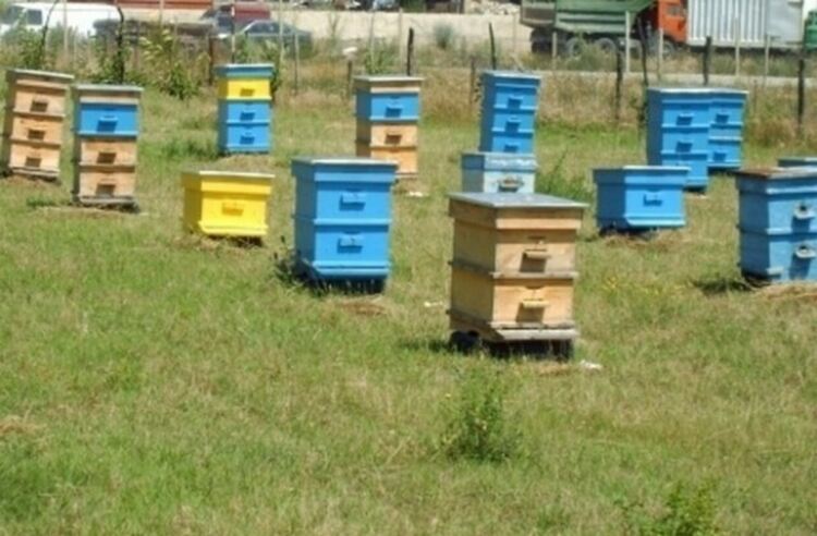 Пожар изпепели пчелин с двадесет кошера при Пашинци