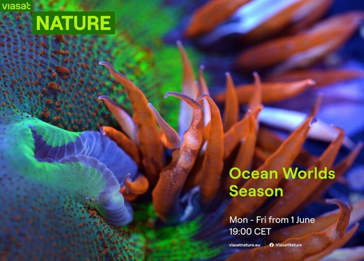 Сезон на океанския свят, Кораловият град и Сините китове по VIASAT NATURE 