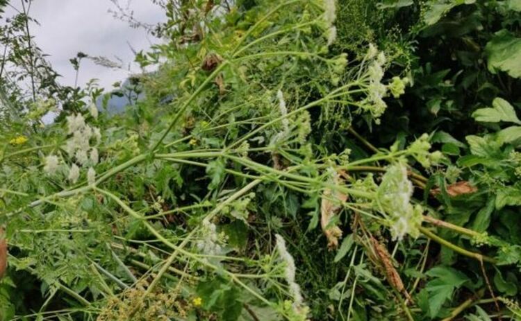 Отровните растения завладяват пасищата, но учените откриват неочаквана полза