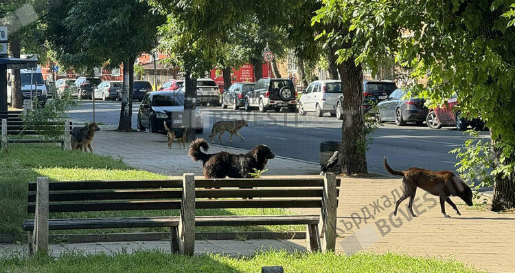 Случай на марсилска треска е установен в Кърджали,причинен е от кърлеж
