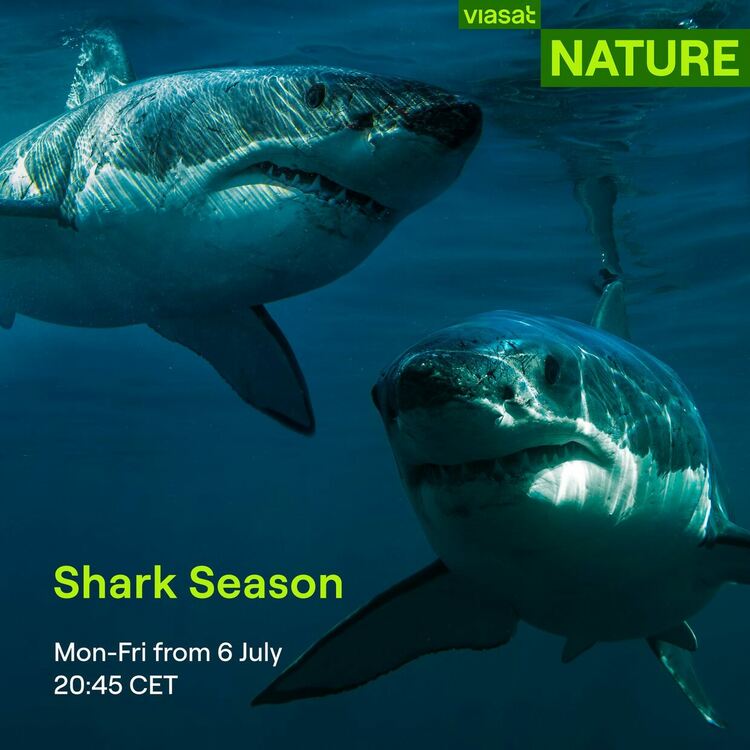 Сезон на акулите и Живот при температури под нулата по Viasat Nature