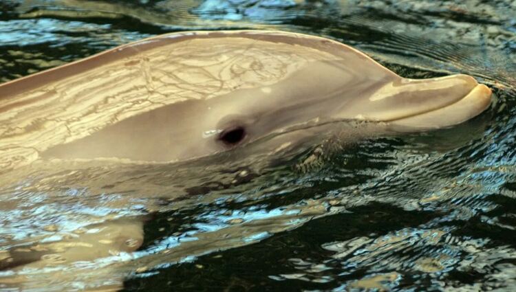Самотен делфин е лош знак: в Черно море масово загиват морски бозайници