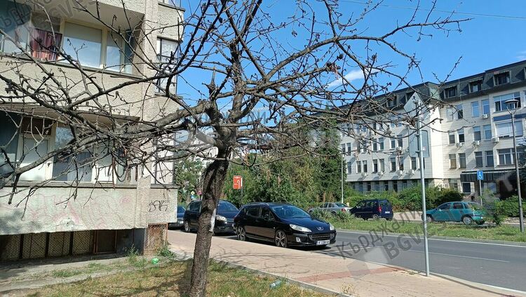 Община Кърджали разпореди отсичането на изсъхнала череша на бул.“Тракия“